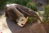 The Majestic Stroll of The Anteater