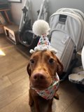 Birthday Pup