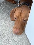 Door-side Pals