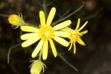 Sun-Kissed Daisies