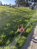 A Peaceful Pooch in Alamo Square