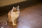 Curious Cat on Hardwood Flooring