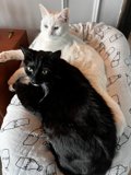 Feline Relaxation Station