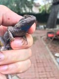 Holding a Lizard
