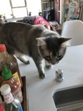 Kitchen Cat