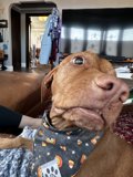 Spooky Vizsla