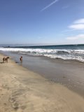 Two Canine Companions Strolling by the Pacific Ocean