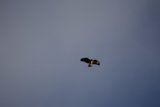 Majestic Flight Under Dark Skies