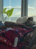Cozy Cat Nap by the Window