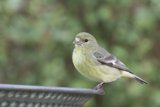 Delicate Perch