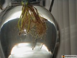 Underwater Oasis in a Pottery Vase