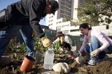 Urban Guerrilla Gardeners Transform City Plot Together
