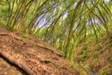 Serene Woodland Scene