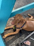 Serene Vizsla