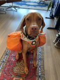 Backpacking Vizsla