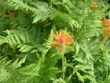 Vibrant Orange Bloom Among Lush Greenery