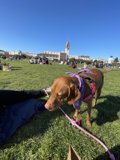 A Day at Mission Dolores Park with a Furry Companion