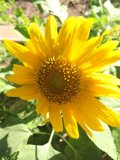 Sunny Daisy