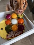Happy Birthday, Fido!