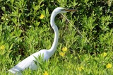 Great Egret Gathering Nesting Material in Spring Wetlands
