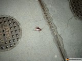 Creepy Crawly near the Drain