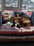 Furry Friends on the Couch