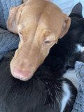 Furry Bedmates