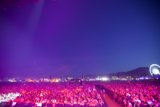 Purple Haze at Coachella
