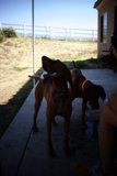 Canine Companions