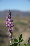 Lupine Blooming in Alpine Meadows