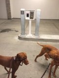Evening Walk with Vizslas