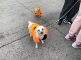 Walking the Dogs in Style