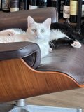 Feline Friends on Leather