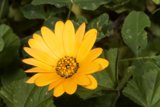 Lone Daisy among Green Foliage