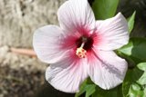 Beautiful Pink Hibiscus Flower