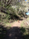 Canine Walk in the Wilderness