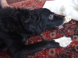 A Pupper's Private Time