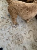Poodle Puppy on a Cozy Rug