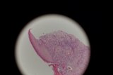 Pink and White Stain