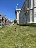 A Dog's Stroll