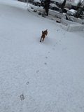 Snowy Escape