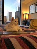 Cozy Cat Nap