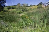 Verdant Tranquility at Alemany Farm