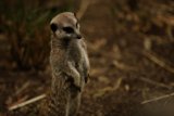 Alert Meerkat at Oakland Zoo