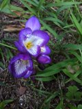 Purple Petals Among the Grass
