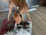Furry Friends Unleashed!