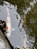 Peaceful Koi