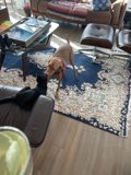 Playtime Pals