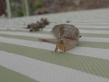 Snails Crawling on Weathered Garden Steps