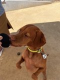 Happy Vizsla Puppy with Ball